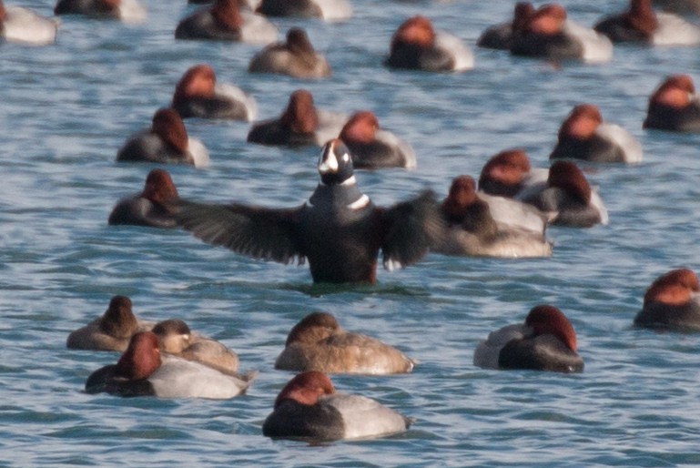 Harlequin Duck - ML44697911