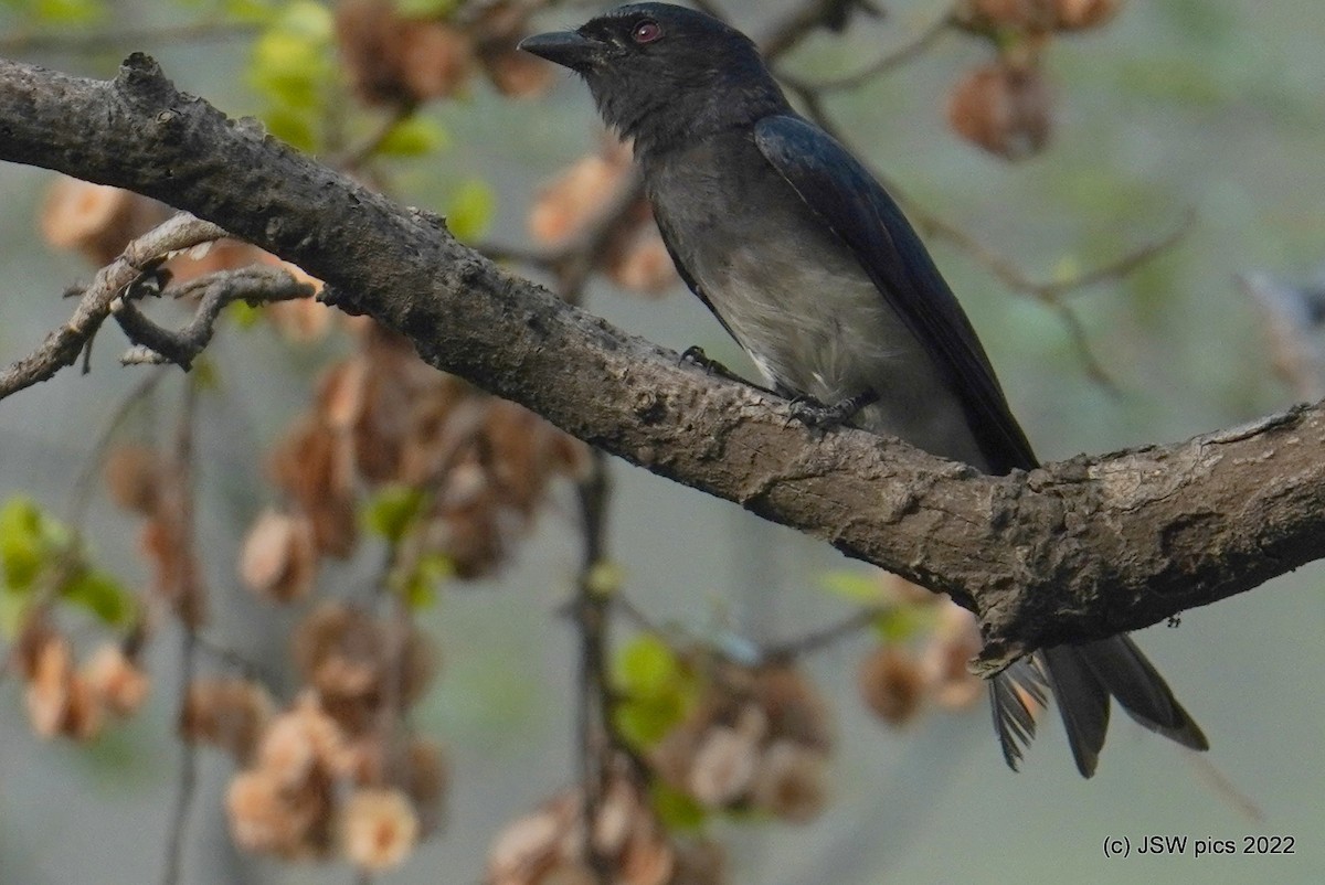 White-bellied Drongo - ML446979791