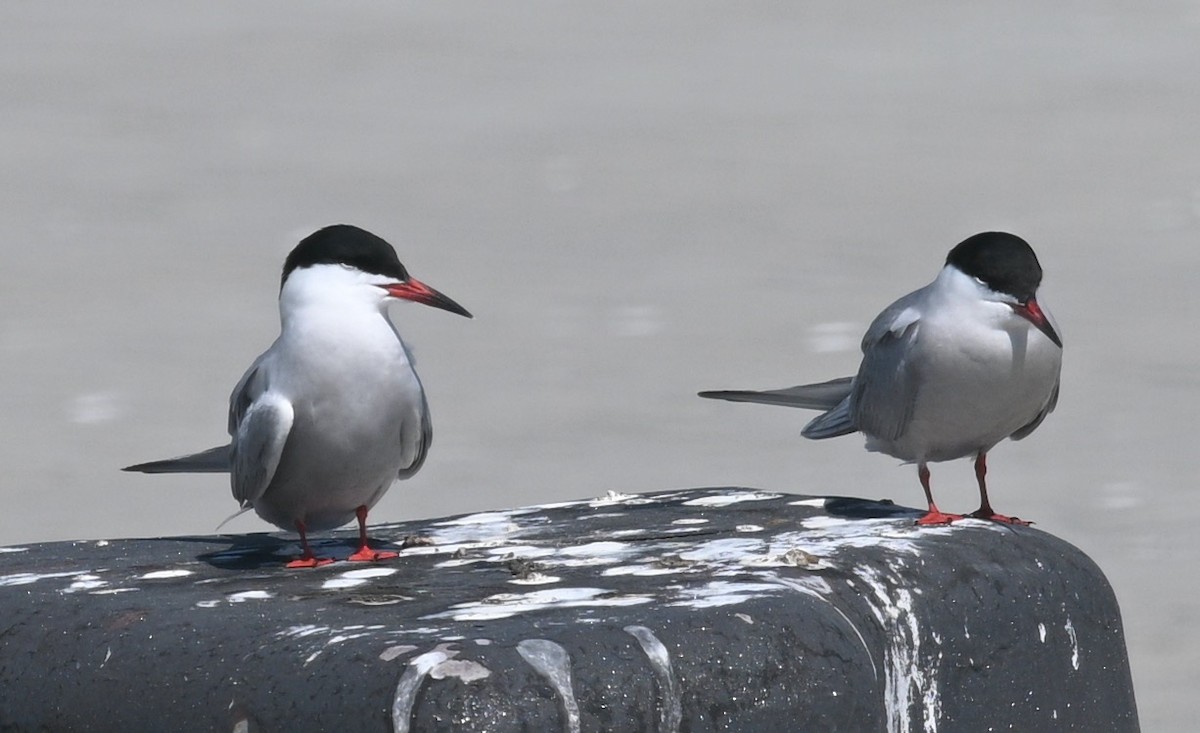 Common Tern - Snotty Foster