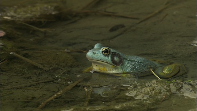 Green Frog - ML446982