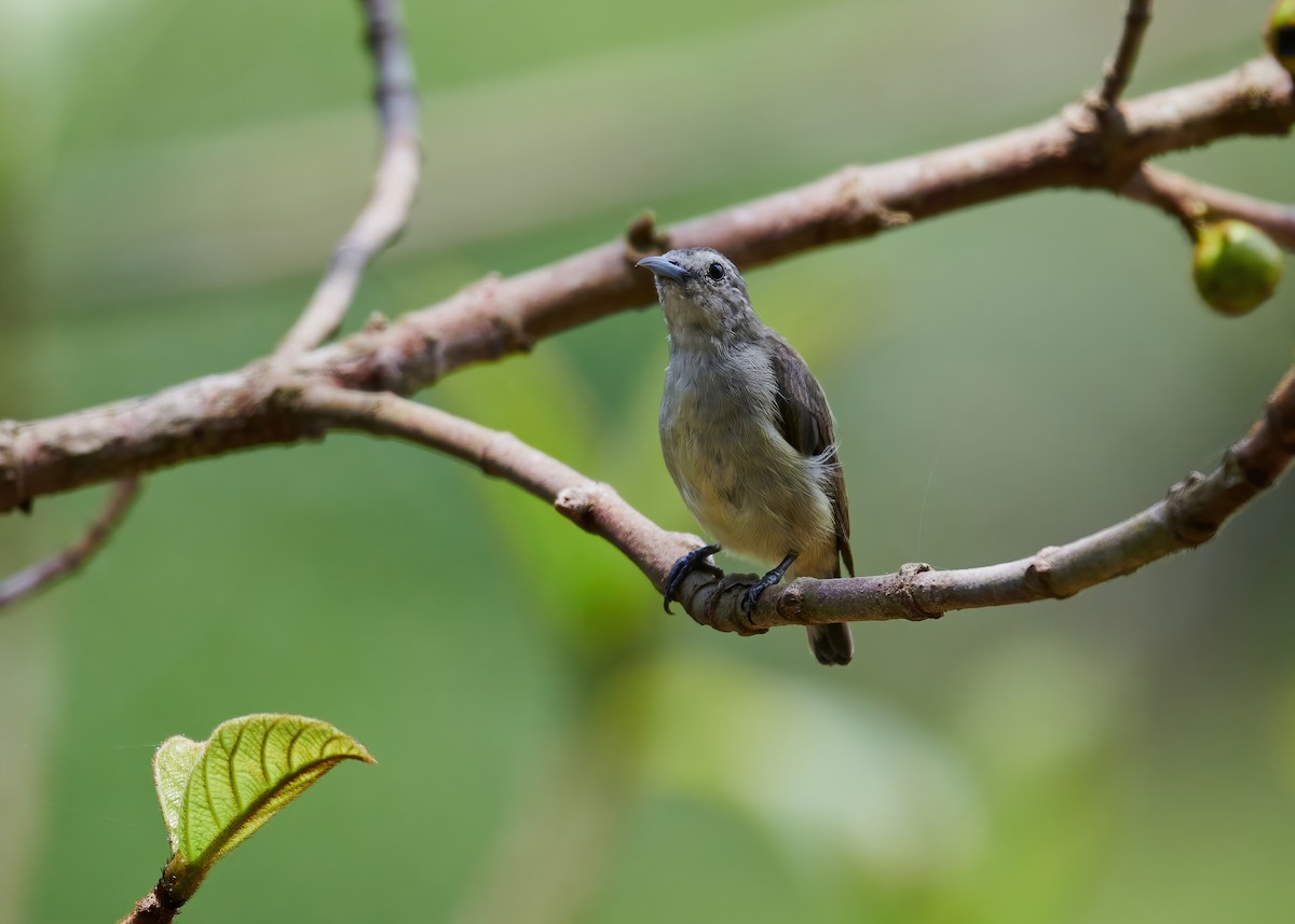 Nilgiri Flowerpecker - ML446982451