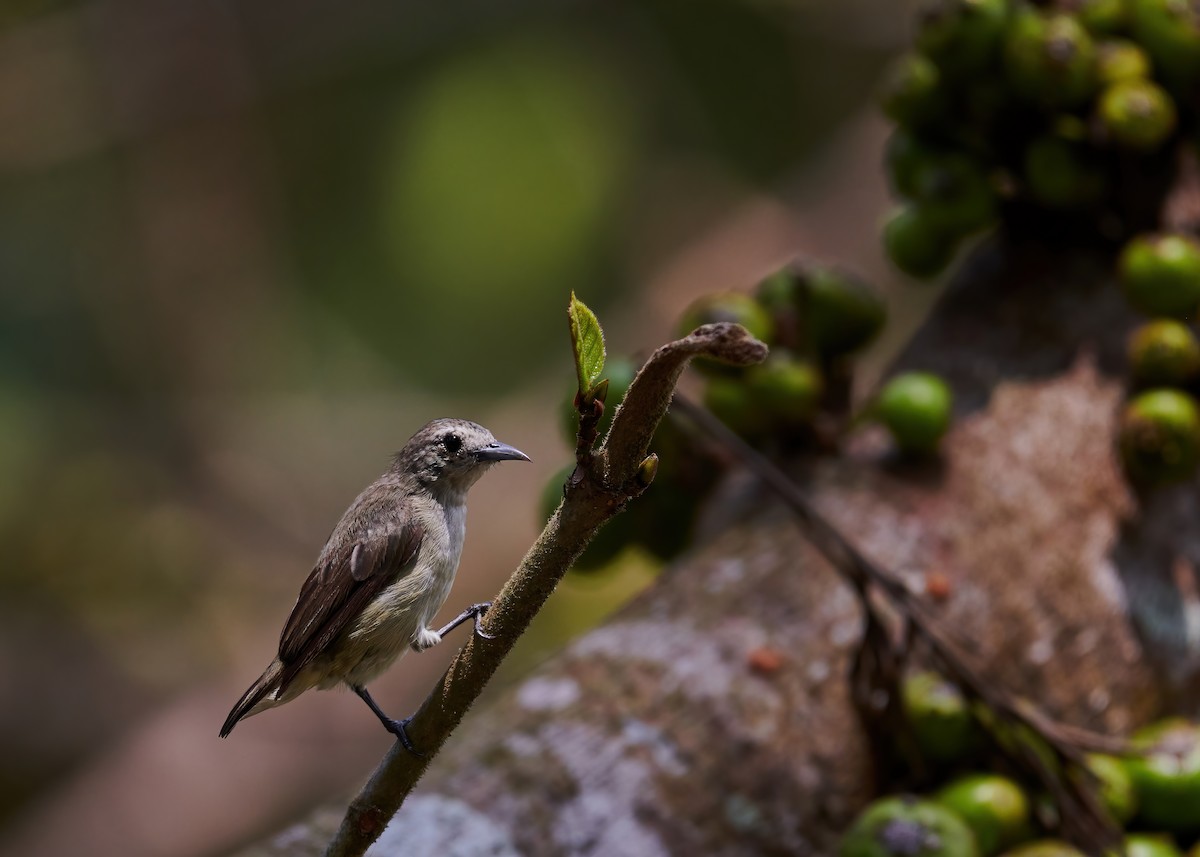 Nilgiri Flowerpecker - Karthik S