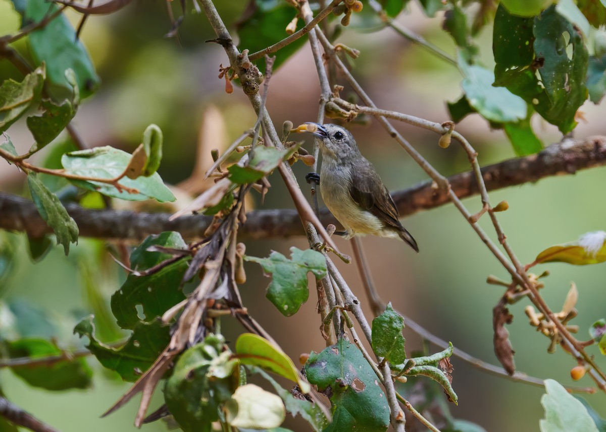 Nilgiri Flowerpecker - Karthik S