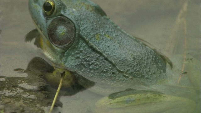 Green Frog - ML446984