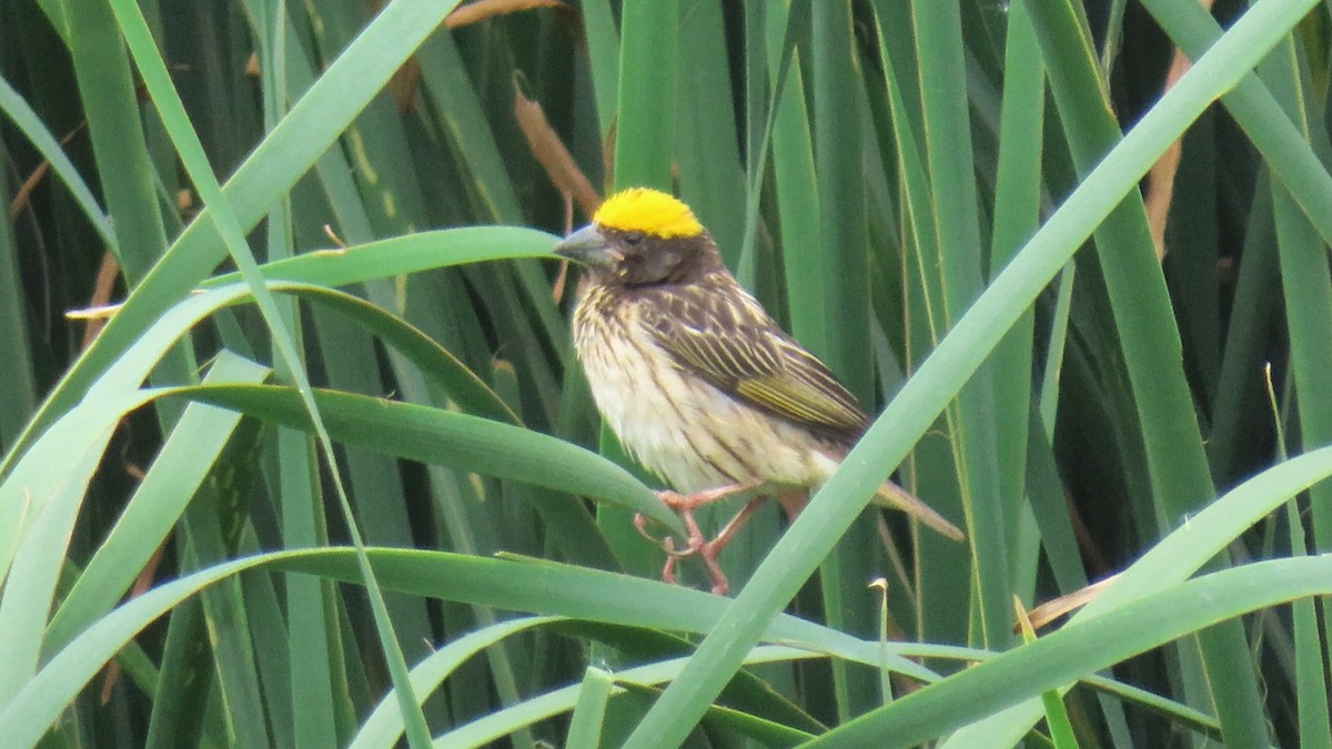 Streaked Weaver - ML446984531