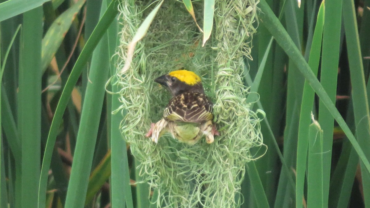 Streaked Weaver - ML446984541