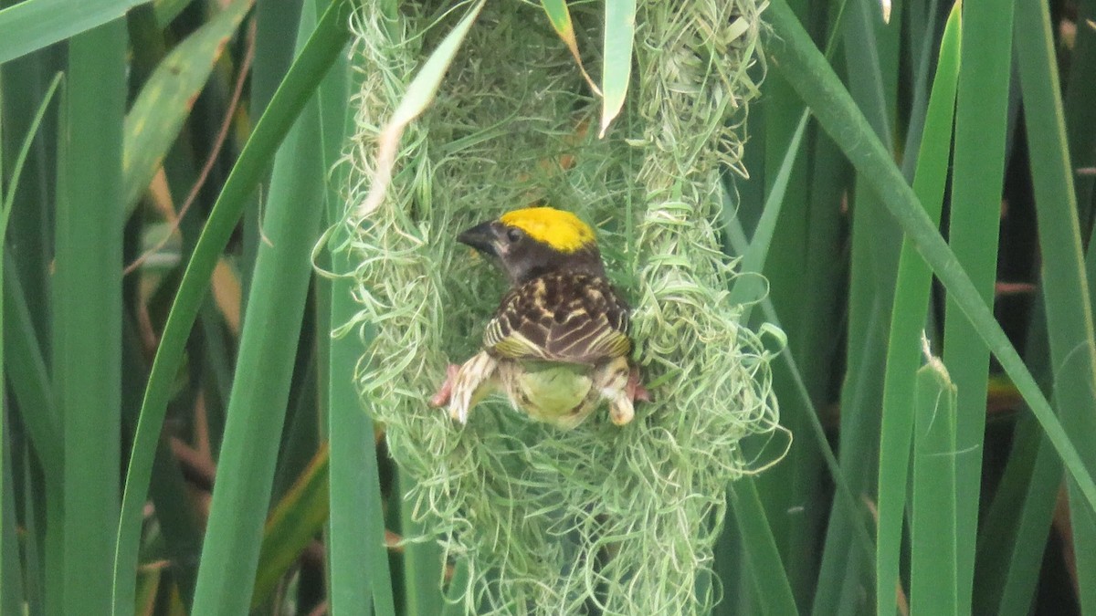 Streaked Weaver - karthick hari