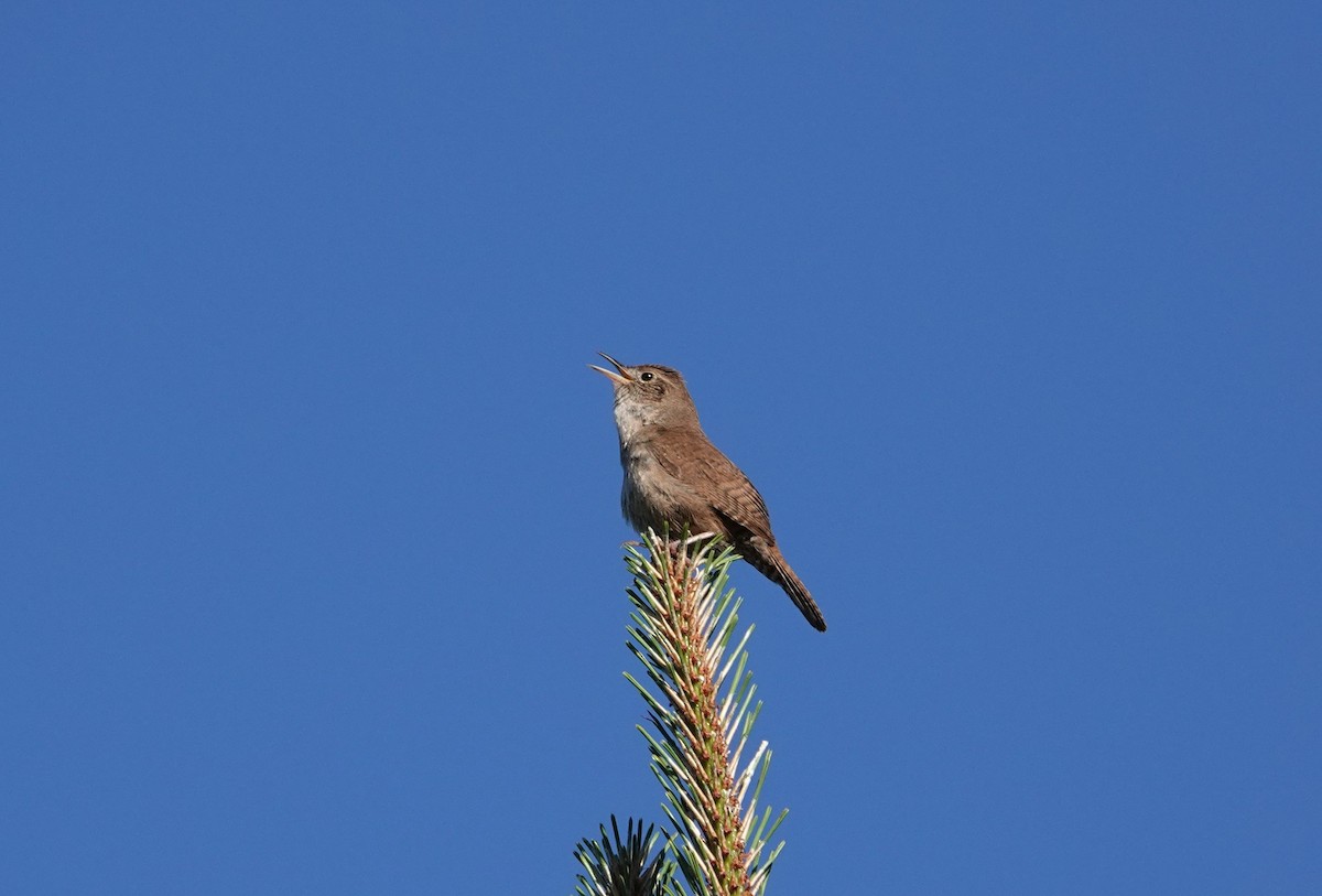 Northern House Wren - ML446985791