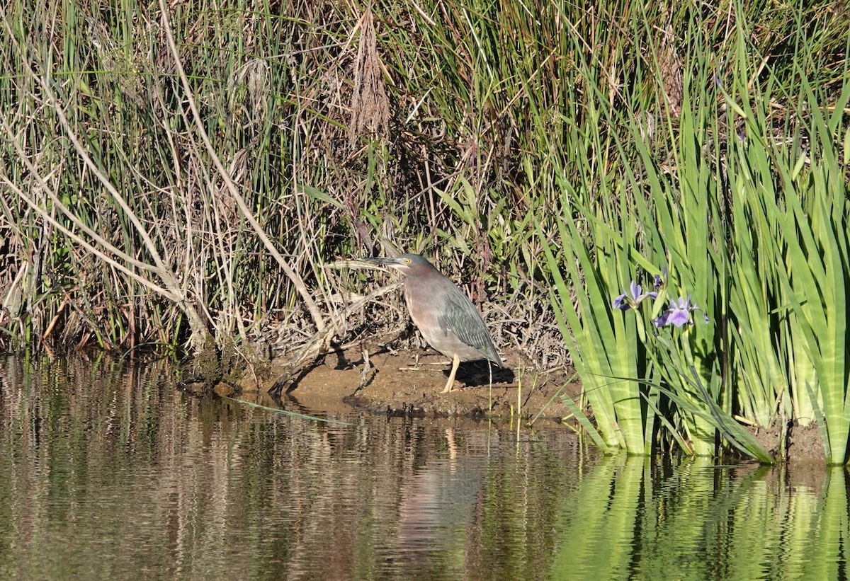 Green Heron - ML446985951