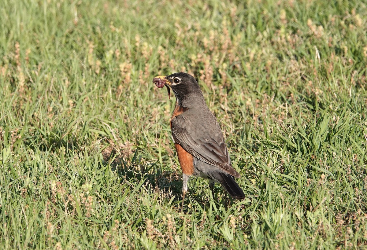 American Robin - ML446986071