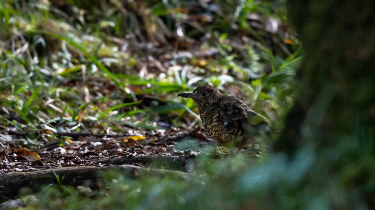 Sri Lanka Thrush - ML446986101