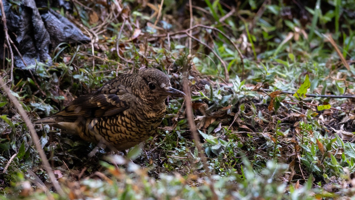 Sri Lanka Thrush - ML446986111