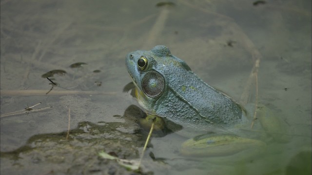 Green Frog - ML446987
