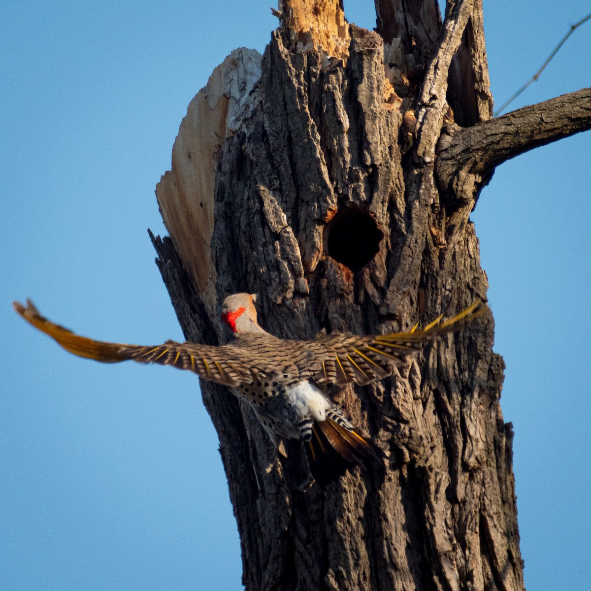 Northern Flicker - ML446987071