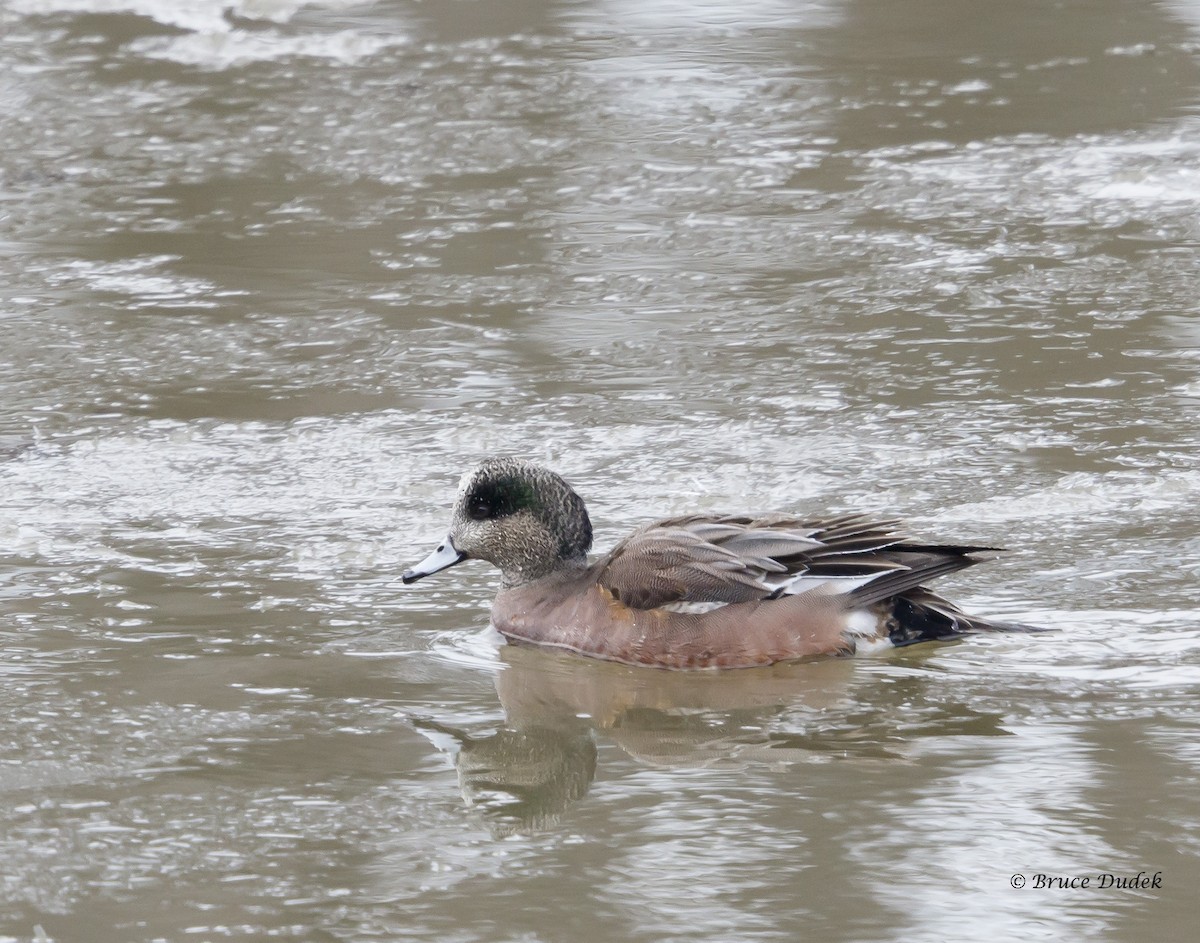 American Wigeon - ML44698761