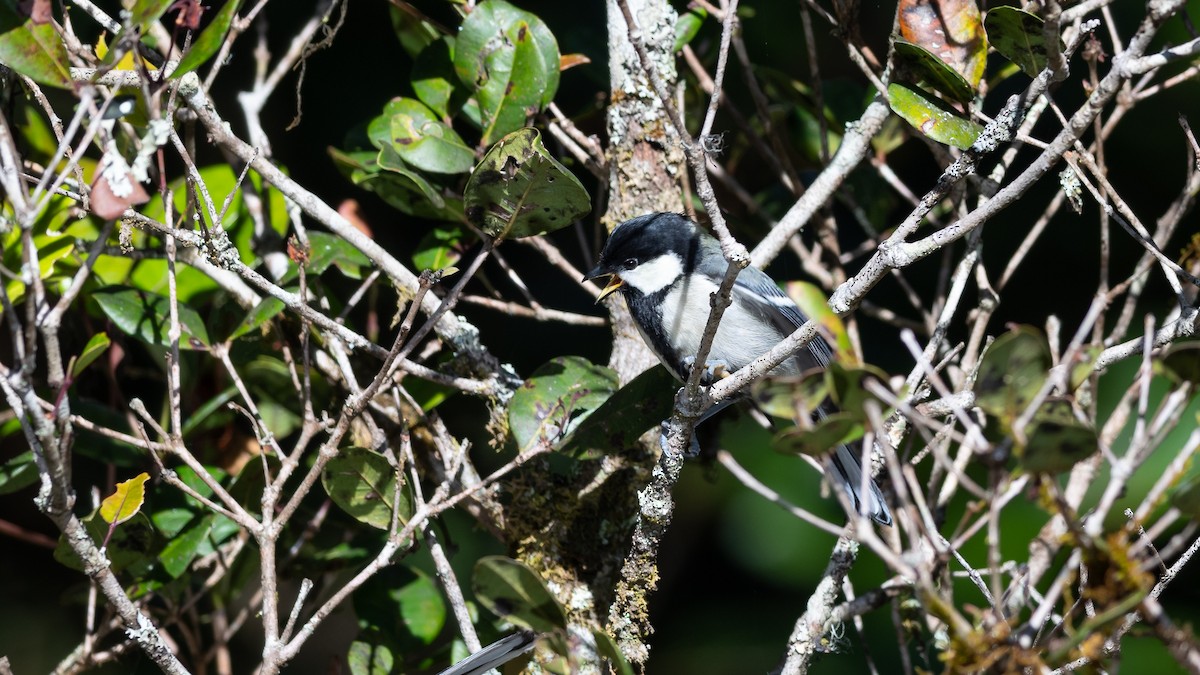 Cinereous Tit - ML446987731