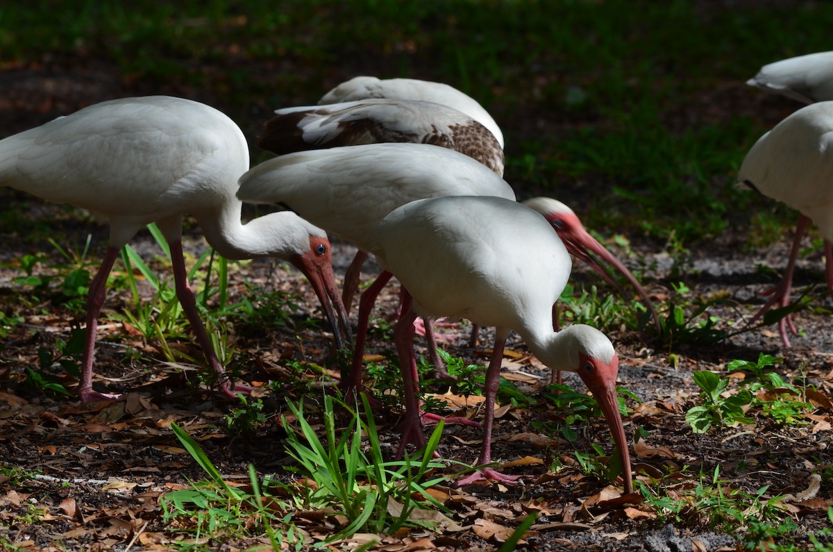 White Ibis - ML446988071