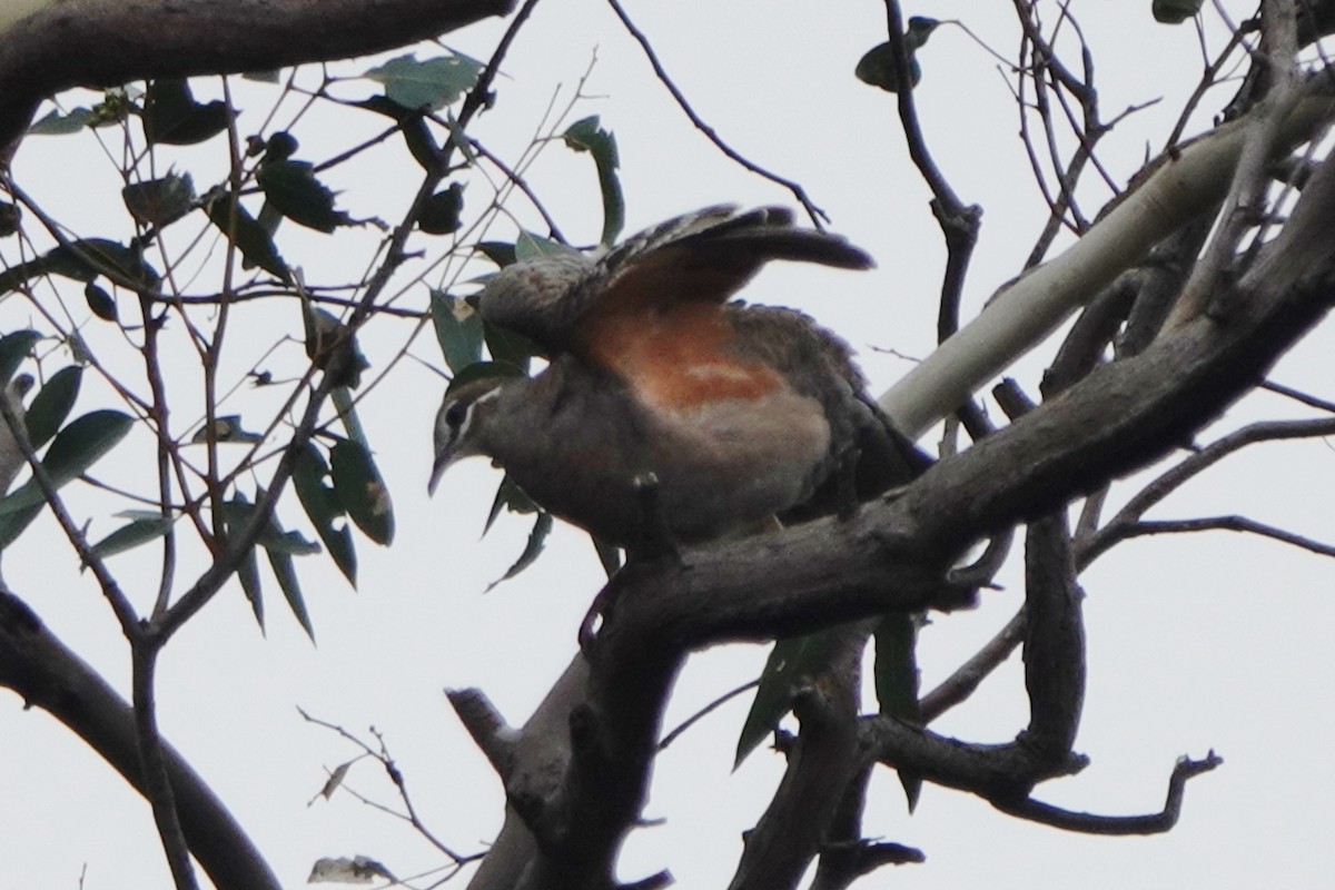 Common Bronzewing - ML446988411