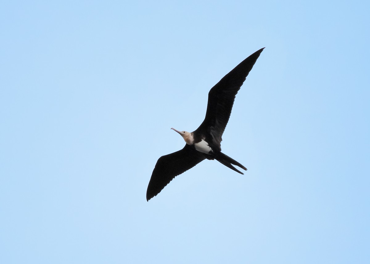 Christmas Island Frigatebird - ML446988851