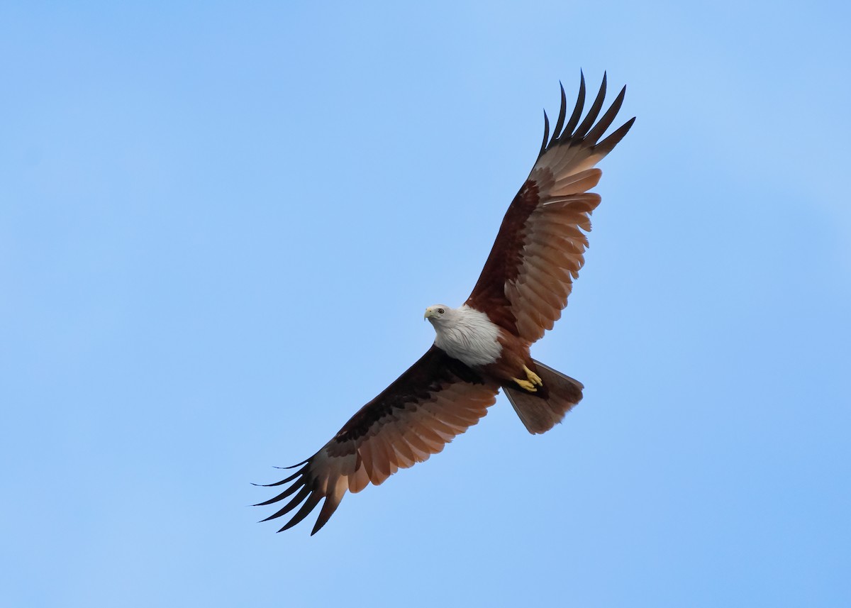 Brahminy Kite - ML446988881