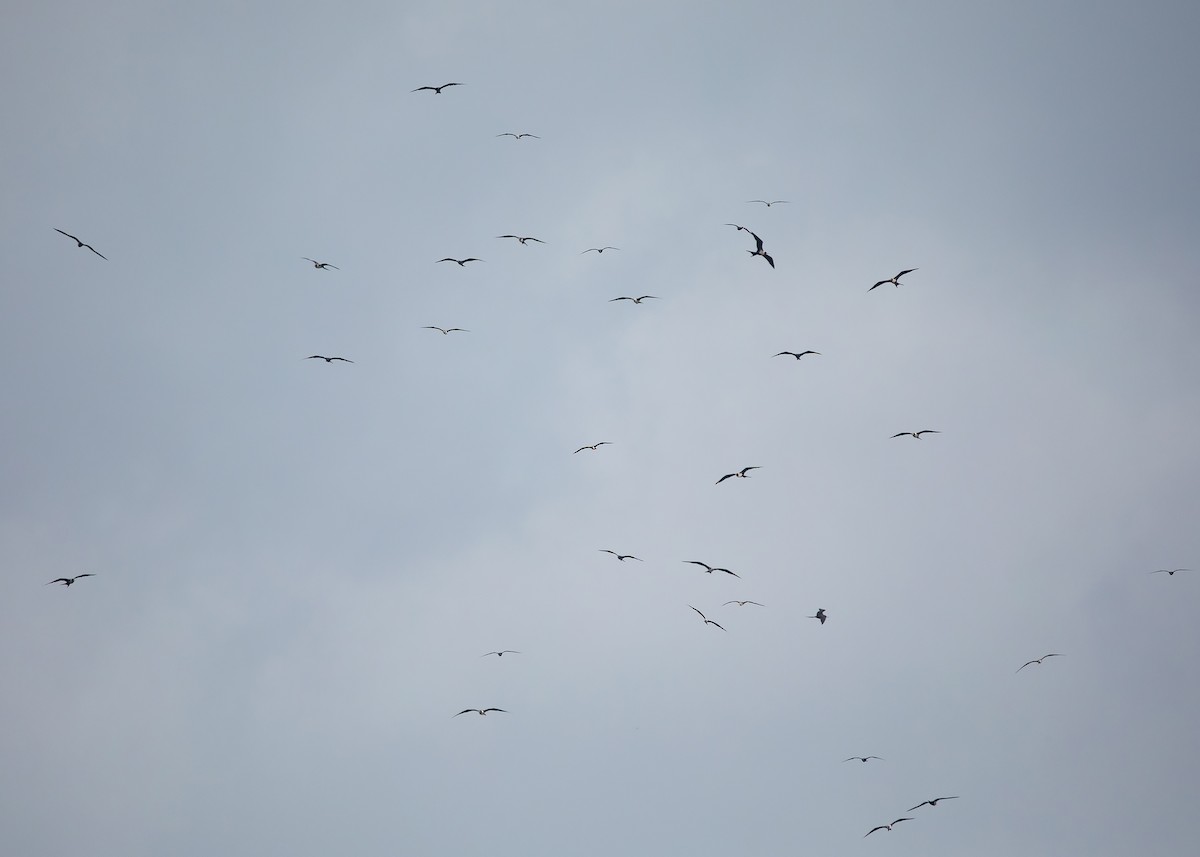 frigatebird sp. - ML446988931