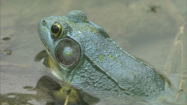 Green Frog - ML446989