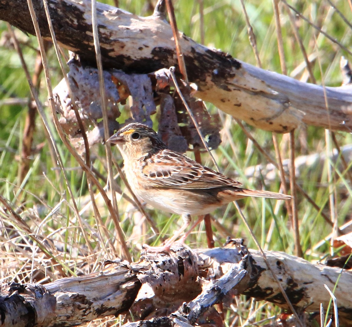 Grasshopper Sparrow - Phil Mills