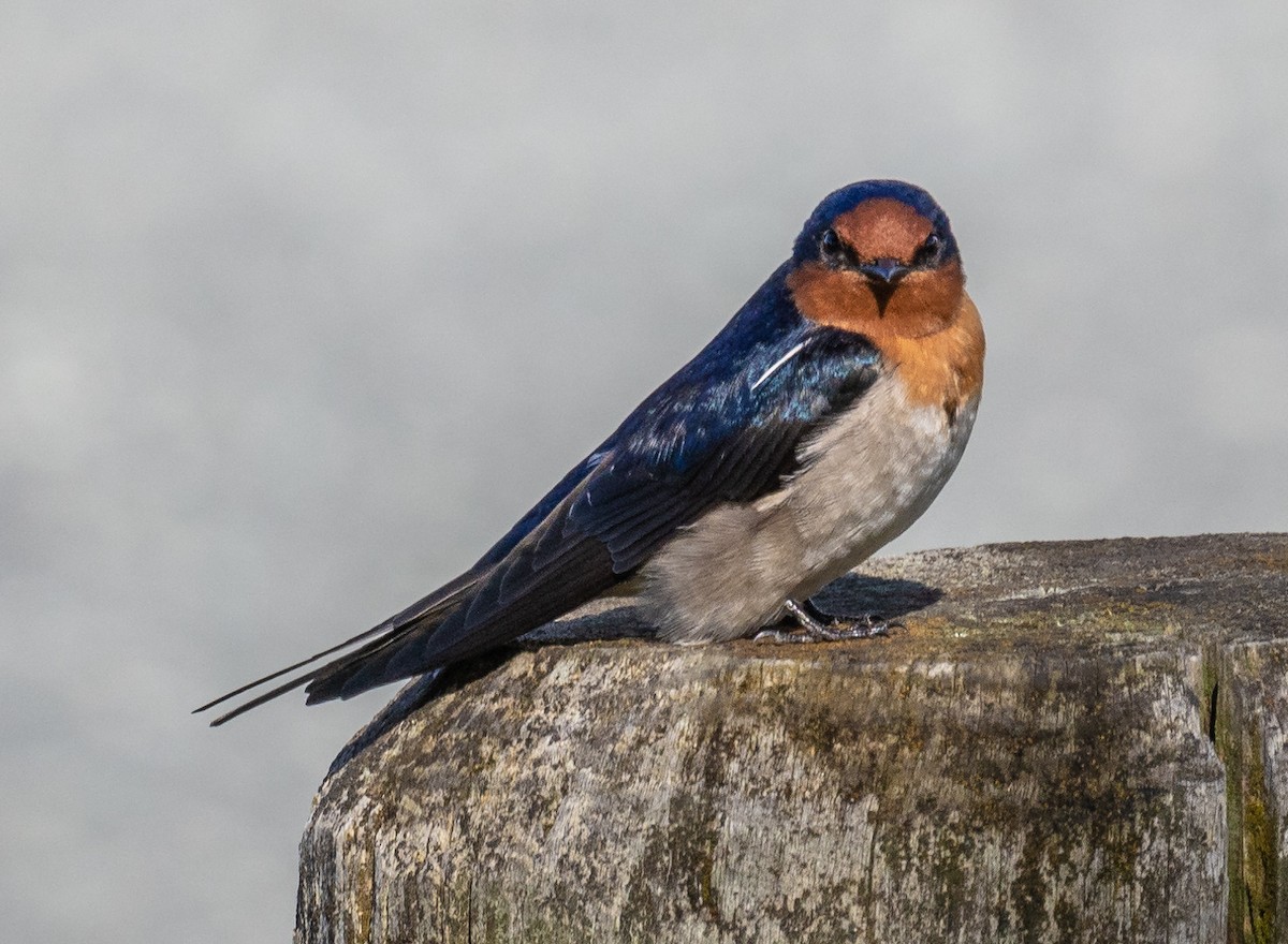 Welcome Swallow - ML446989861