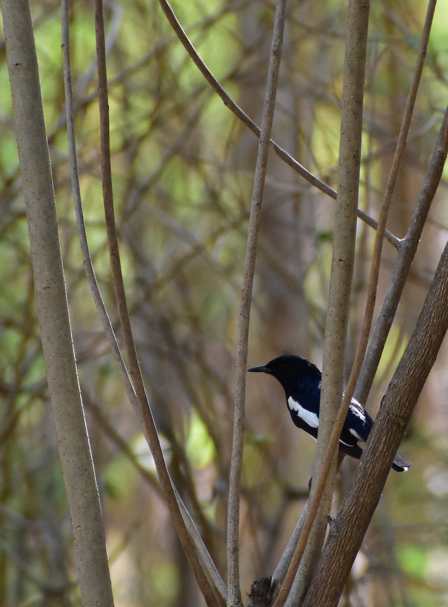 Oriental Magpie-Robin - ML446990601