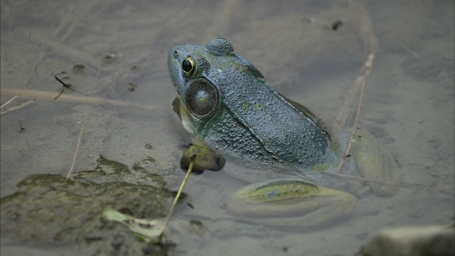 Green Frog - ML446991