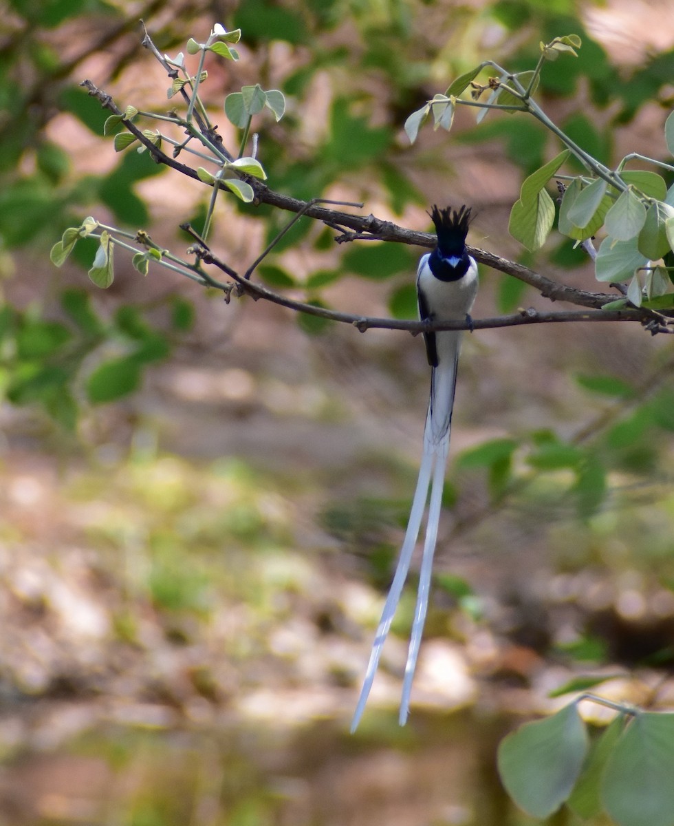 Indian Paradise-Flycatcher - ML446991201