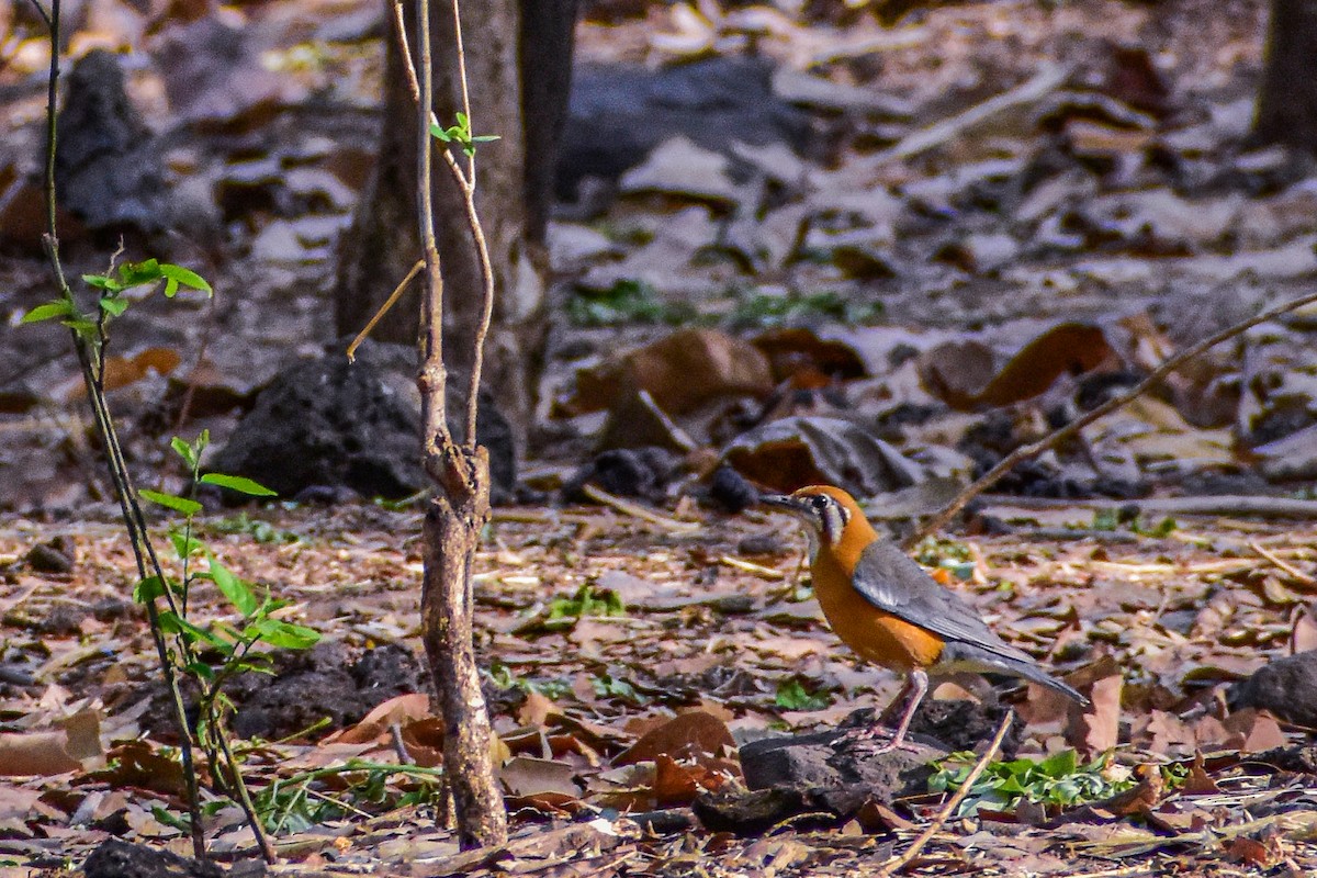 Orange-headed Thrush - ML446991501