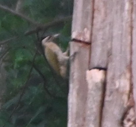 Streak-throated Woodpecker - ML446992661