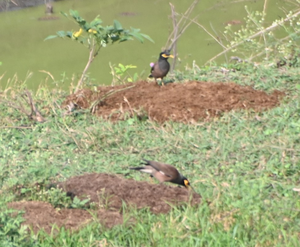 Common Myna - Nanda Ramesh