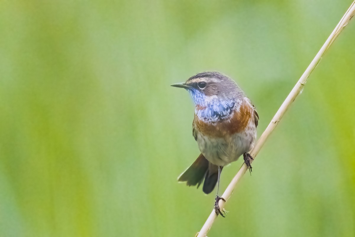 Bluethroat - Liang XU