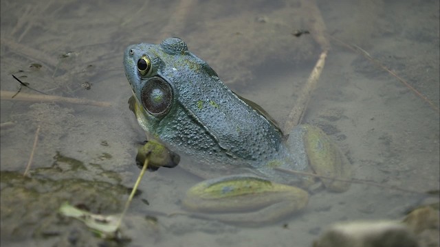 Green Frog - ML446993