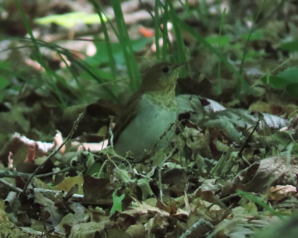 Veery - ML446993461