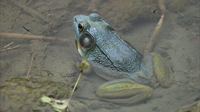 Green Frog - ML446994