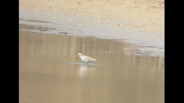 Marsh Sandpiper - ML446995901