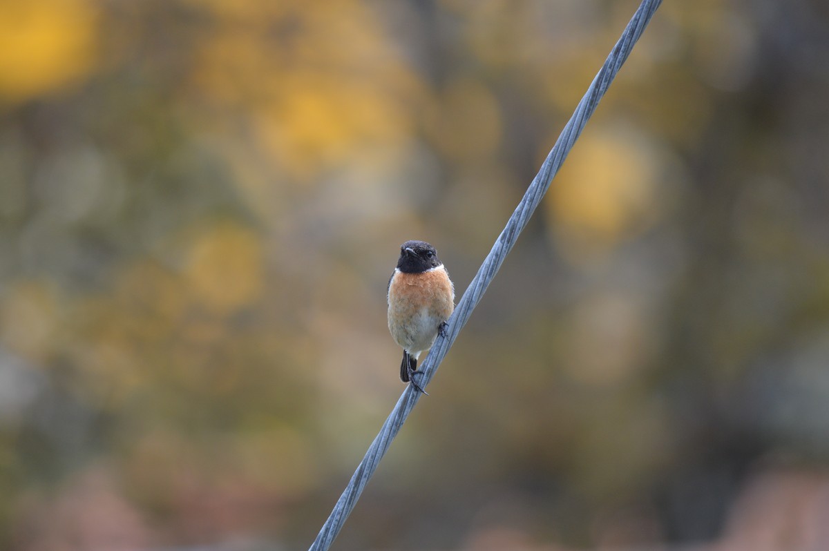 European Stonechat - ML446996241