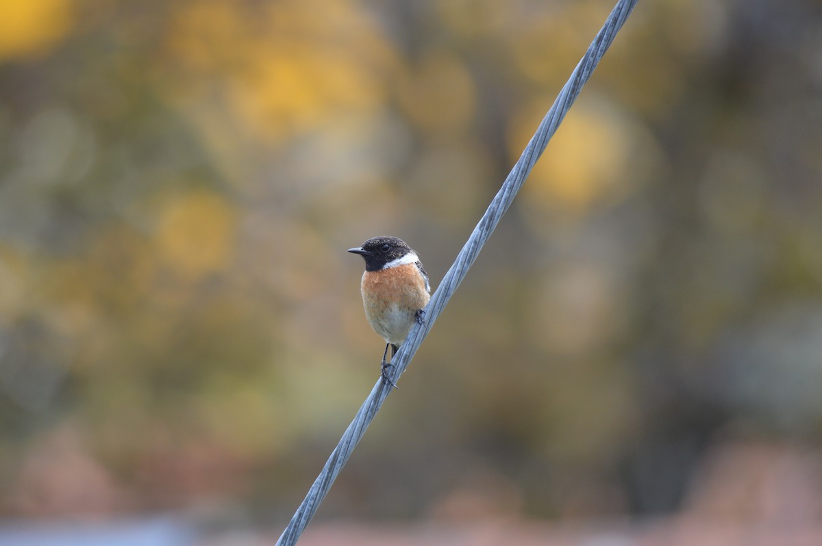 European Stonechat - ML446996321