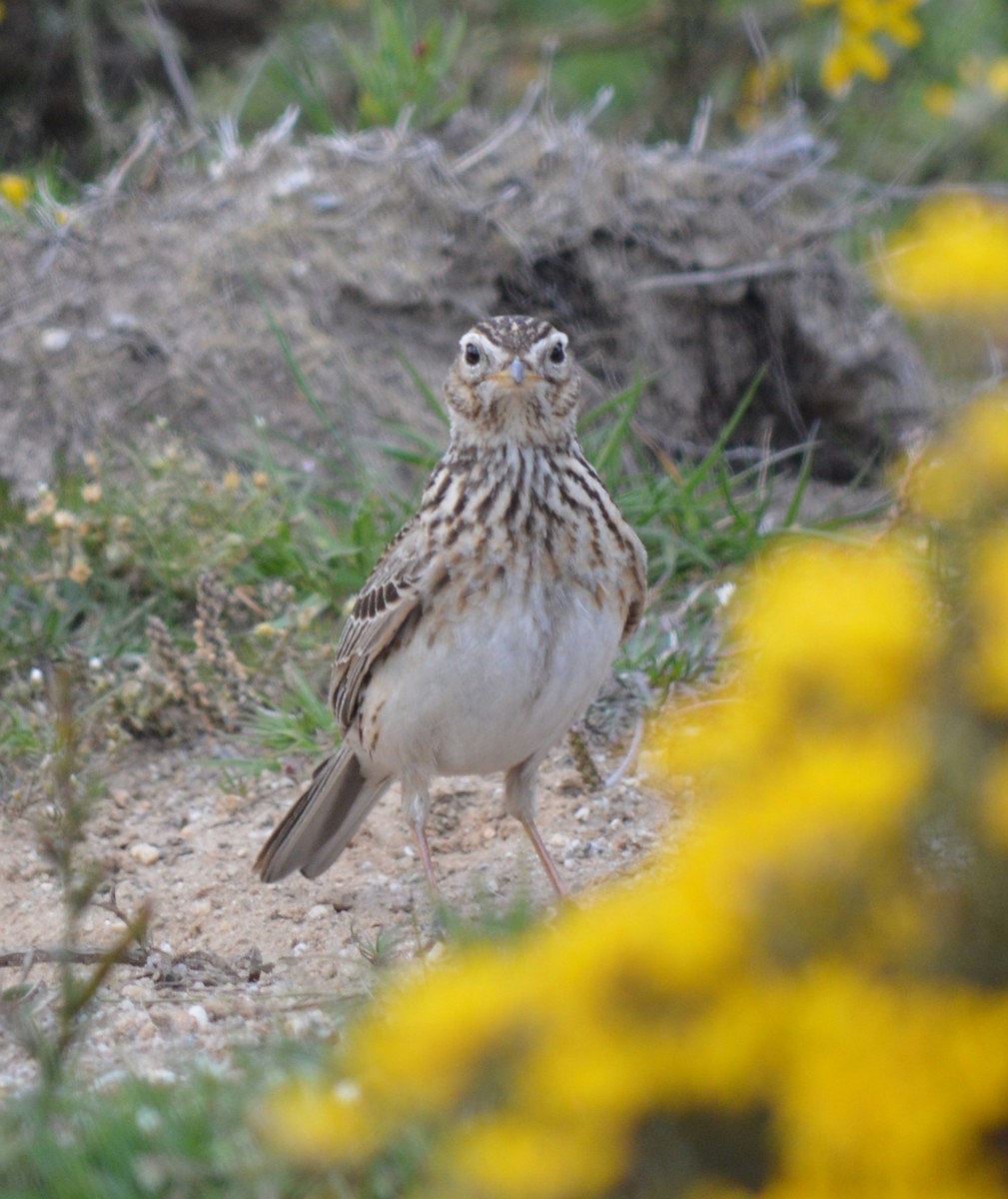 Eurasian Skylark - ML446997071