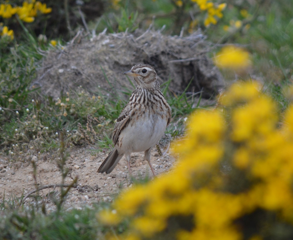 Eurasian Skylark - ML446997091