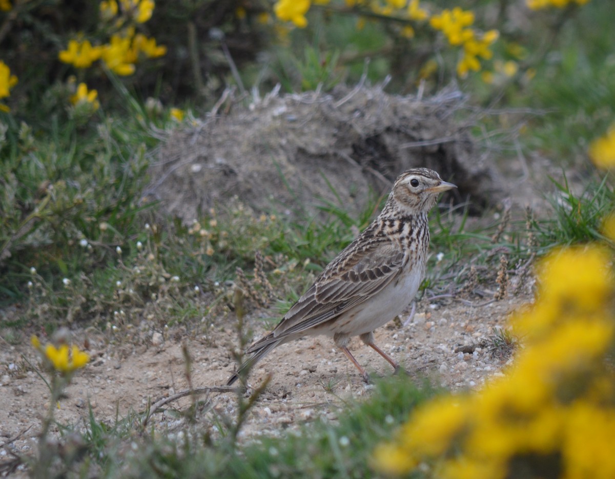 Eurasian Skylark - ML446997101