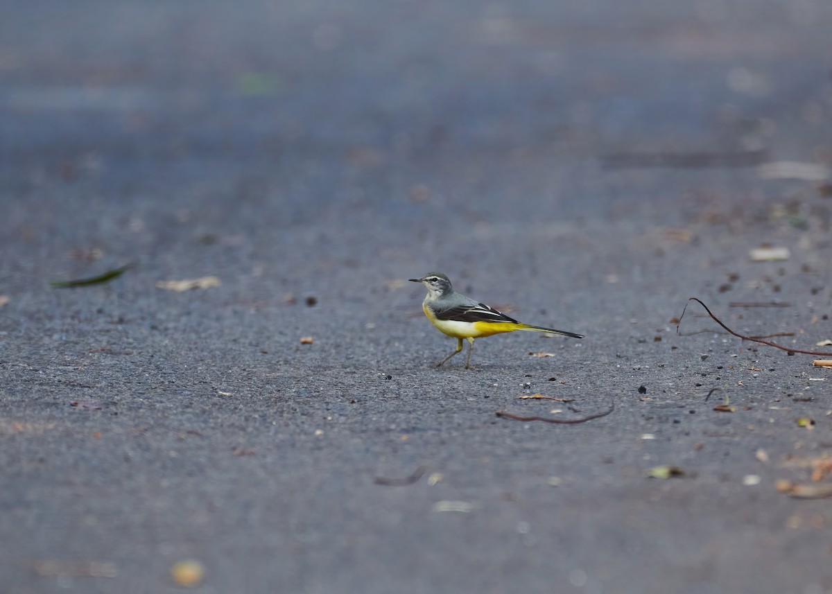 Gray Wagtail - ML446997401