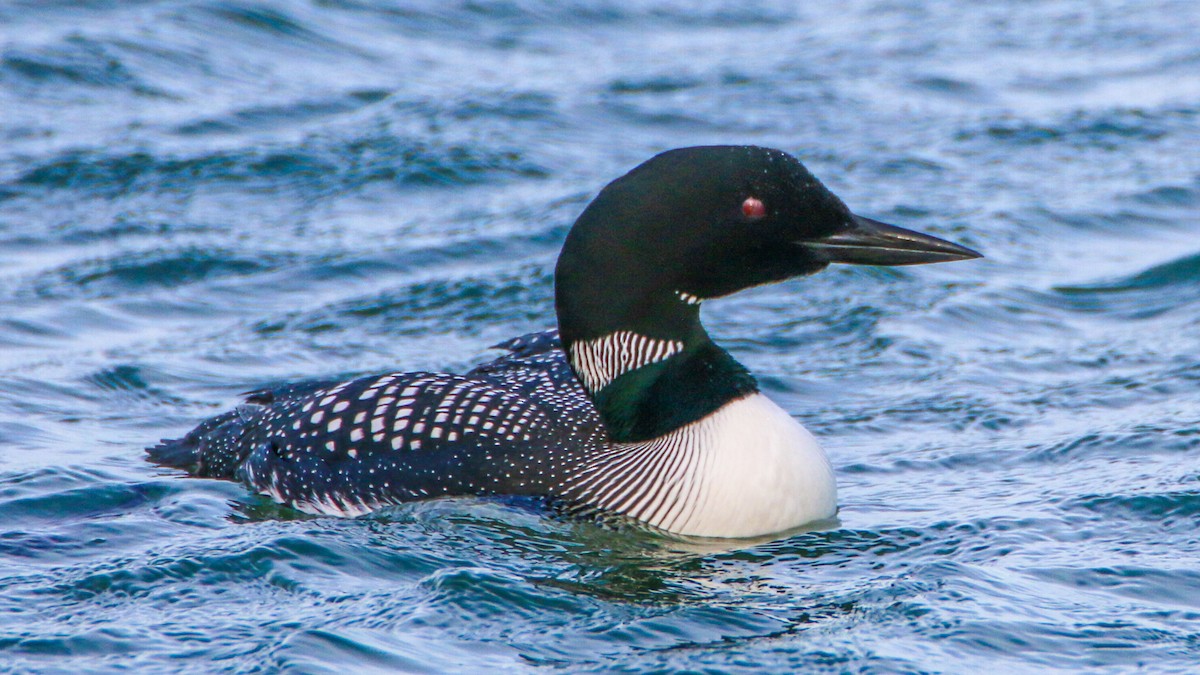 Common Loon - Jack McDonald