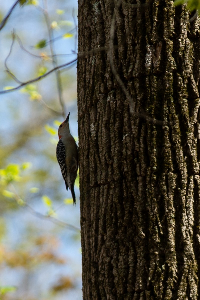 Red-bellied Woodpecker - Michael Barath