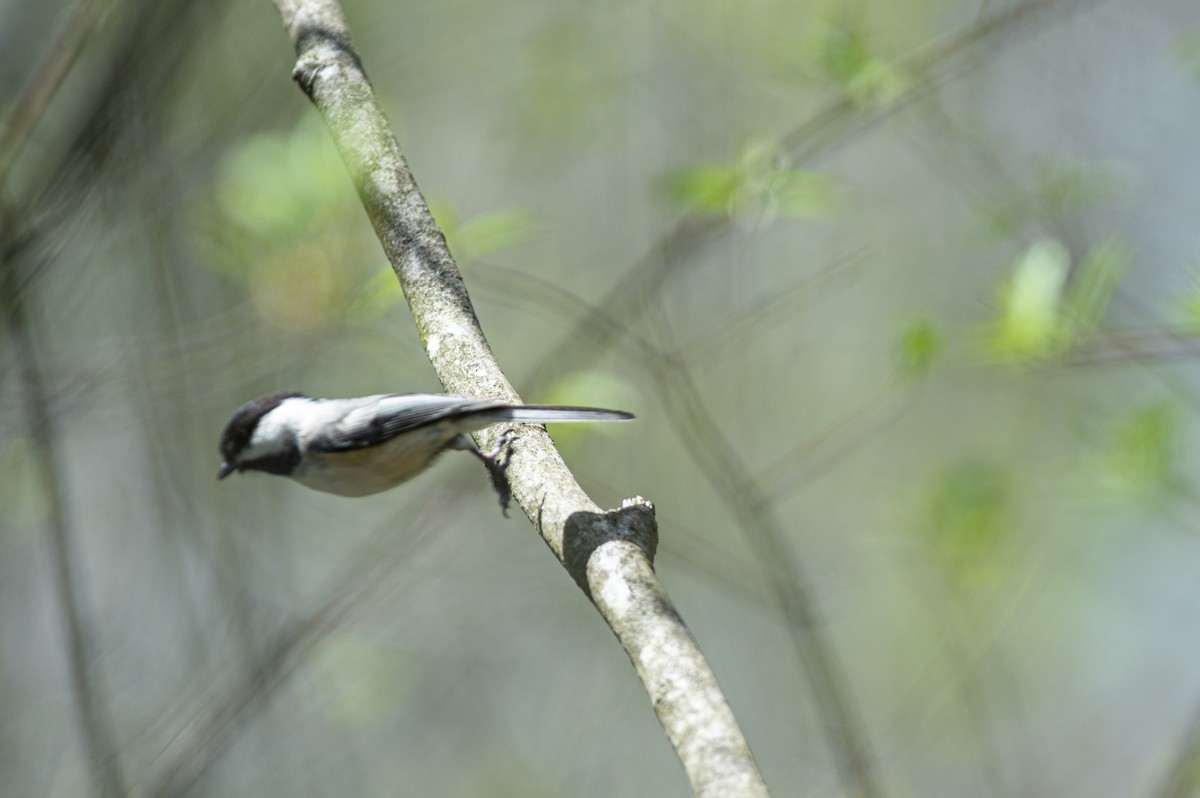 Mésange à tête noire - ML446998261