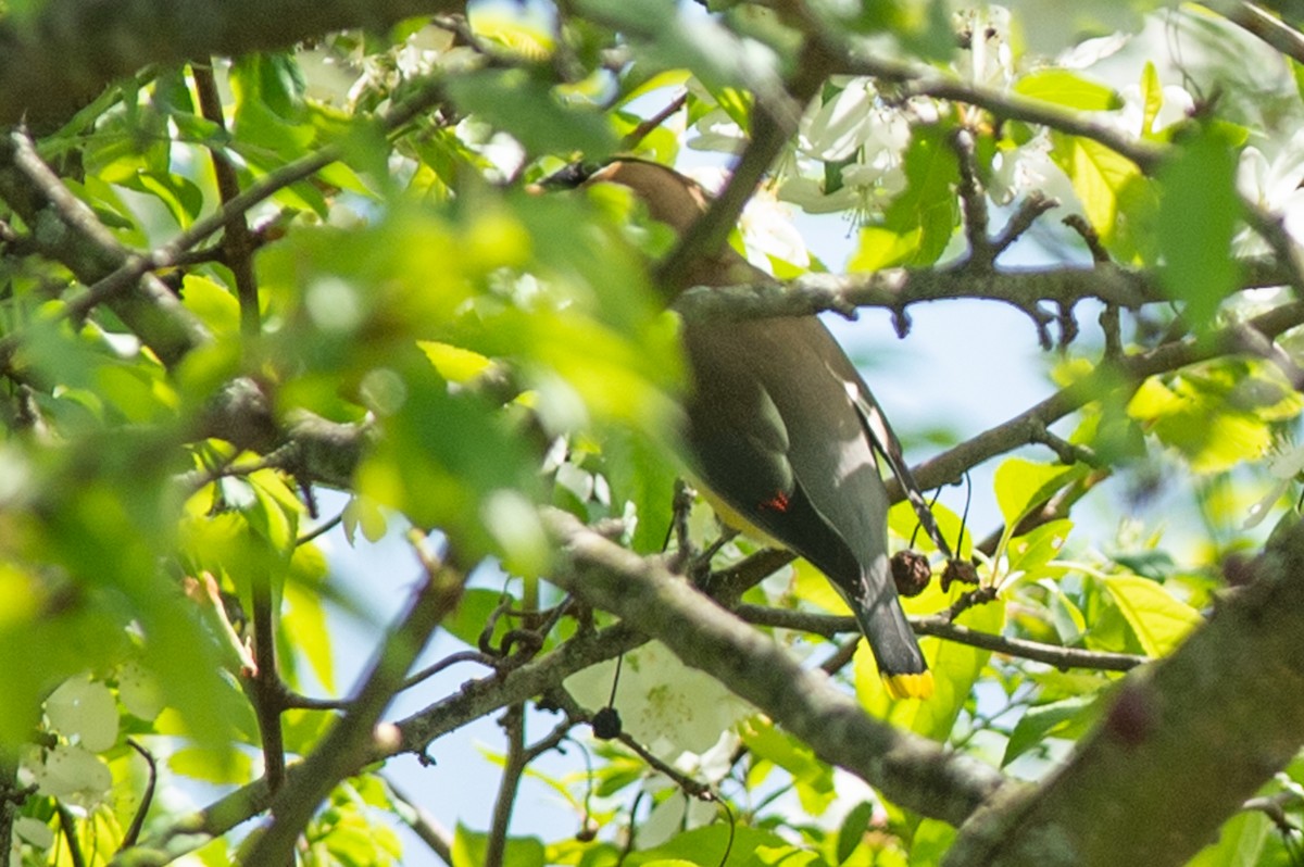 Cedar Waxwing - ML446998271