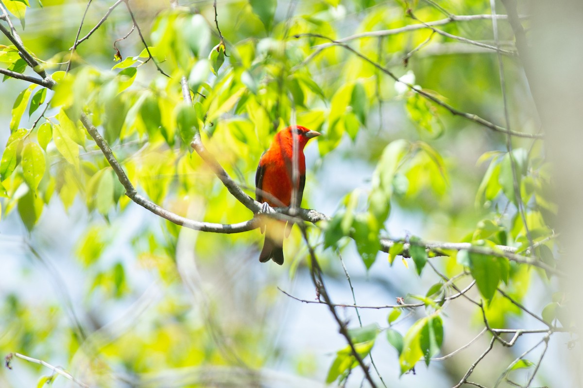 Scarlet Tanager - ML446998451